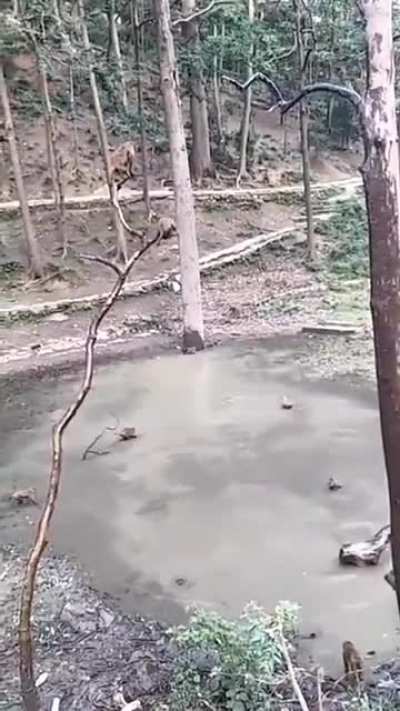 Monkes having a diving competition