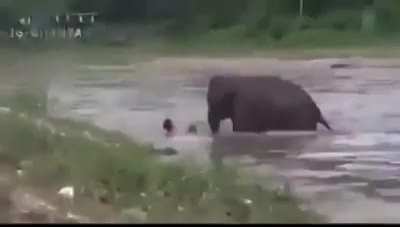 Elephants are such loveable creatures