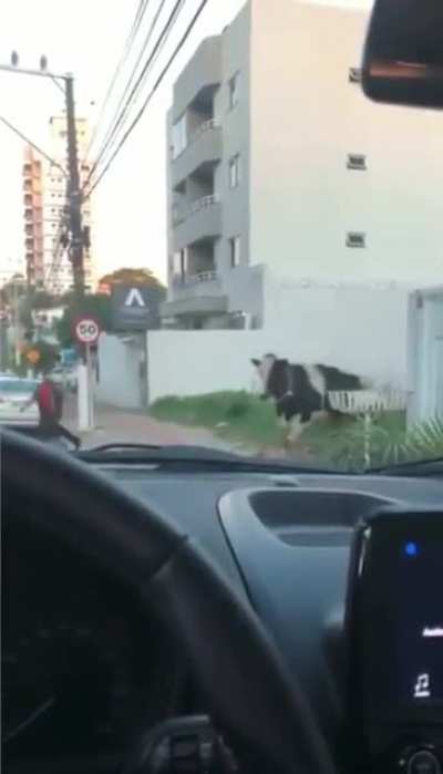 🐮