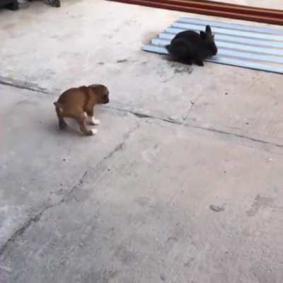 puppy confused to see a bunny