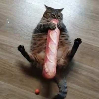 Gato waton