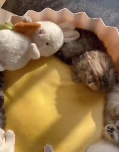 Sleeping little sweeties