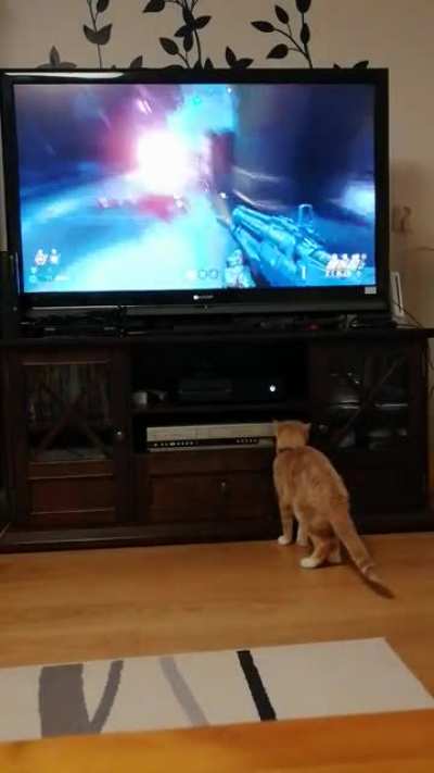 Cats a bit of an a*shole