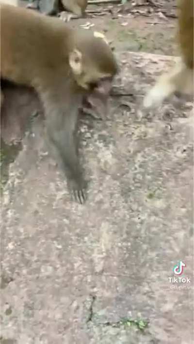 pov, es tiempo de elecciones y eres un candidato en un distrito rural buscando votos: