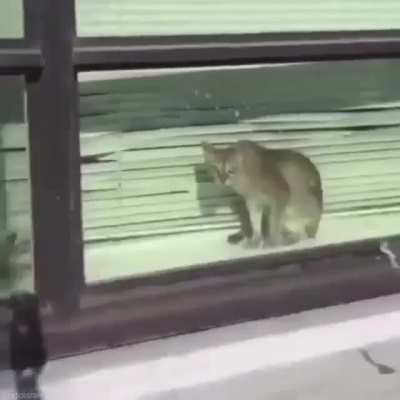 Xd