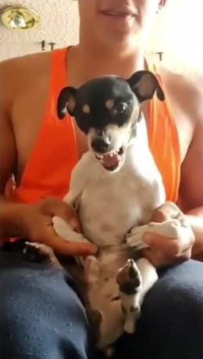 Dog flexing
