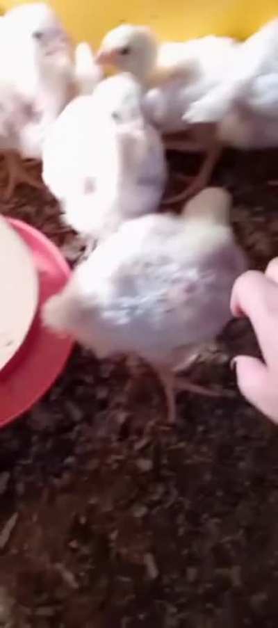 Was being rude to a friends chickens and my mic peaked