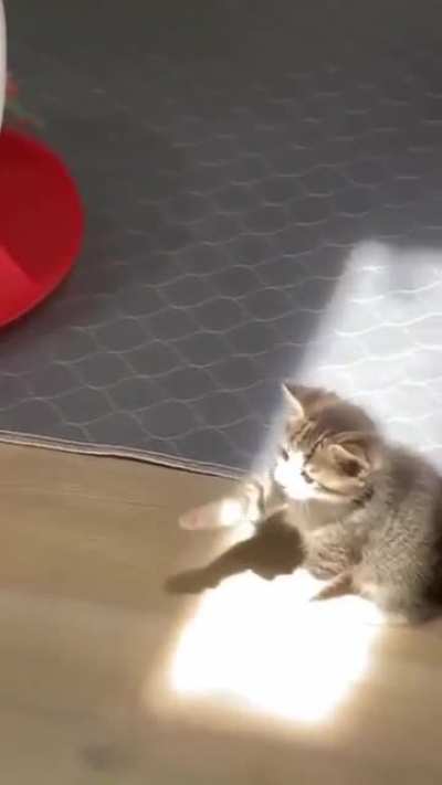 Kitty love