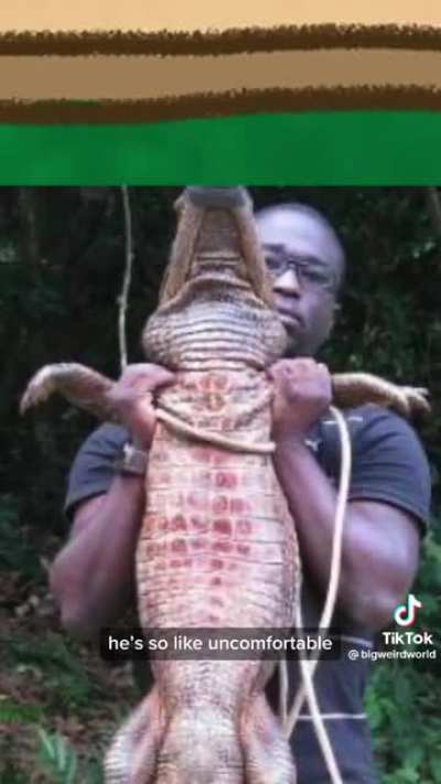 Orange crocodiles