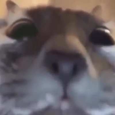 Blursed_Cat