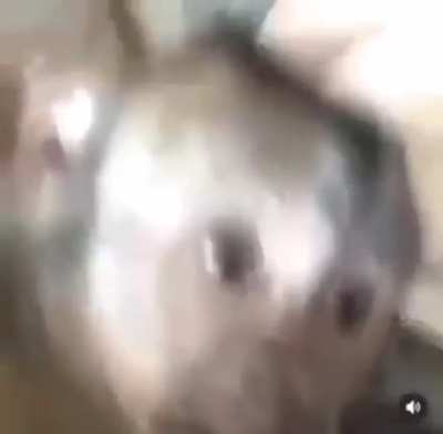 Mönkë