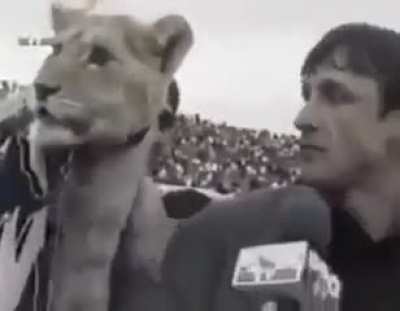 🐯