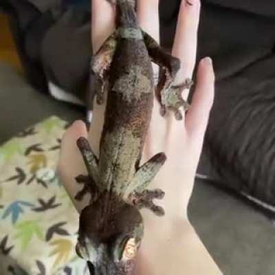 Uroplatus fimbriatus are a species of gecko that are endemic to Madagascar. They are arboreal, and because their eyes are ~350x more sensitive to light then humans they're also nocturnal.