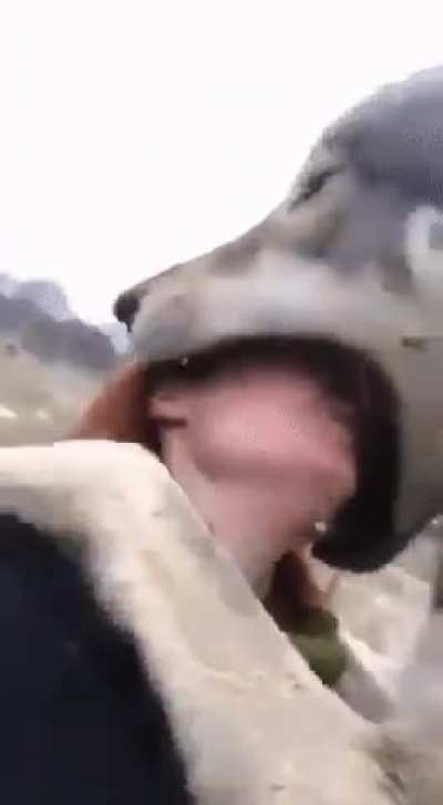 How Wolves beg for food.