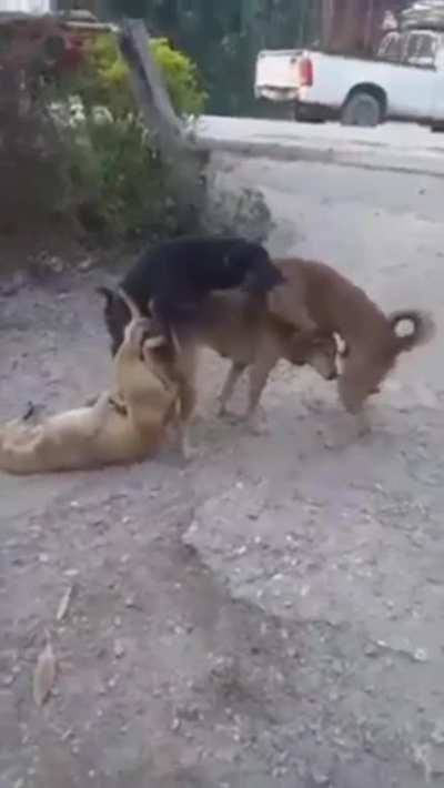 An interracial Gang-Bang