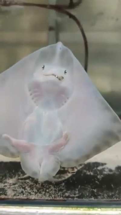Manta Ray's pup feeding time
