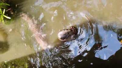 Otter nom nom