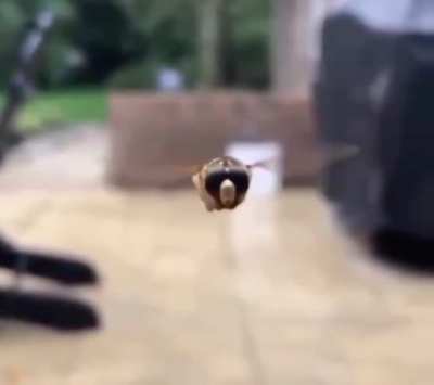 Buzz Buzz MF’r