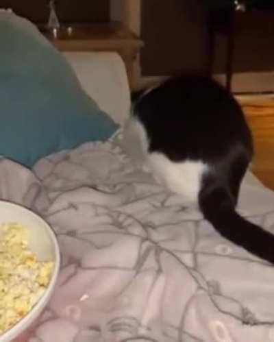 Netflix partner 🐱