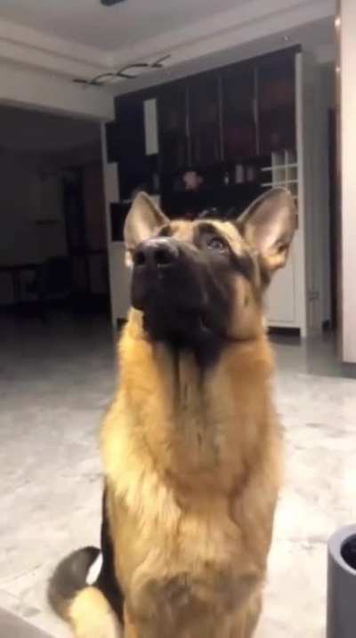 Pet eyes mode on