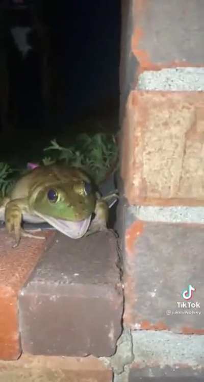 Frogger gets startled by doggo