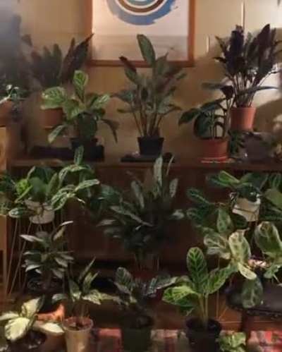 🔥 Plants are alive.