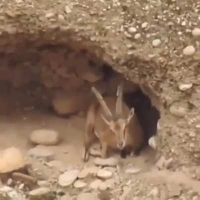Just chilling in his small cave