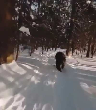 Winter Wonderland. With our forest friends.
