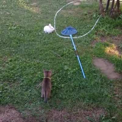 touch tha wabbit