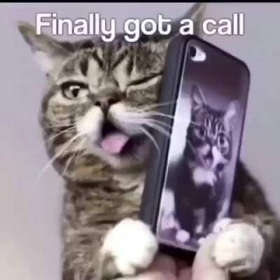 Kedi