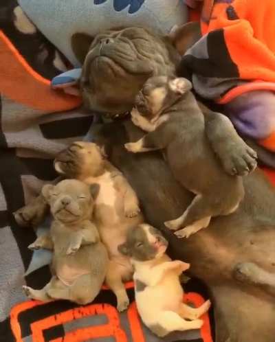 Happy family