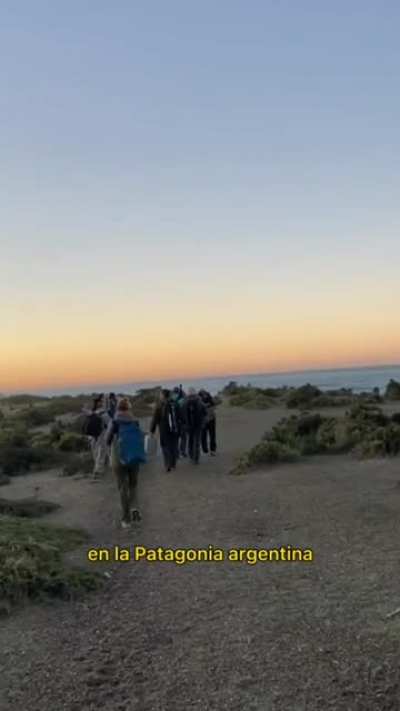 Orcas en Punta Norte, Chubut.