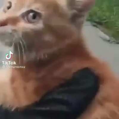 Fren