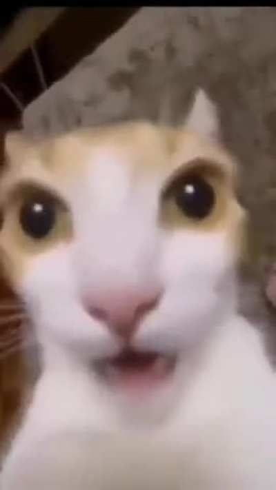 🙀🙀🙀