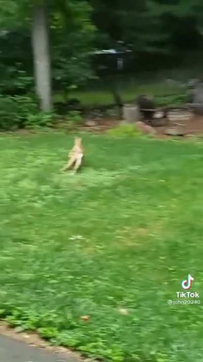 Deer Daycare