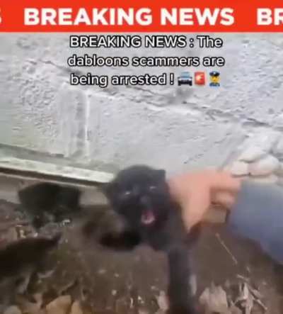 the wunks are apprehended