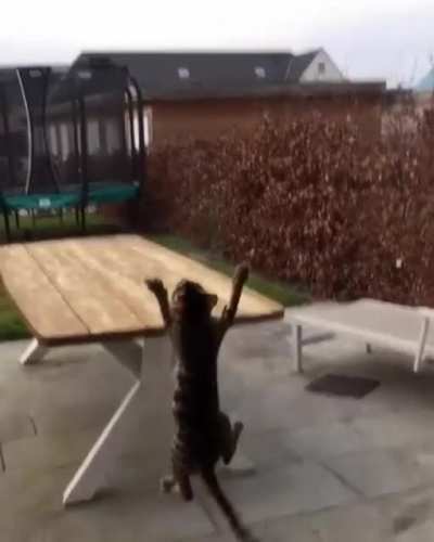 Spider cat