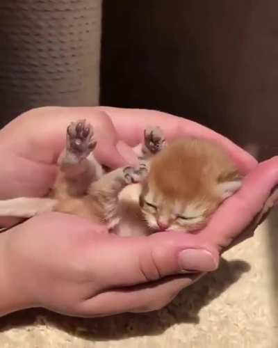 The smallest meow