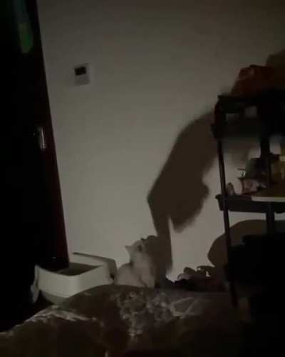 Spooked Wunk