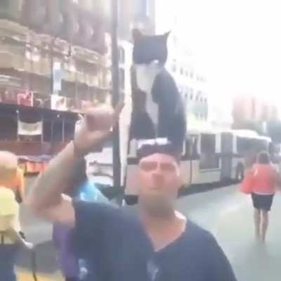 cat on head