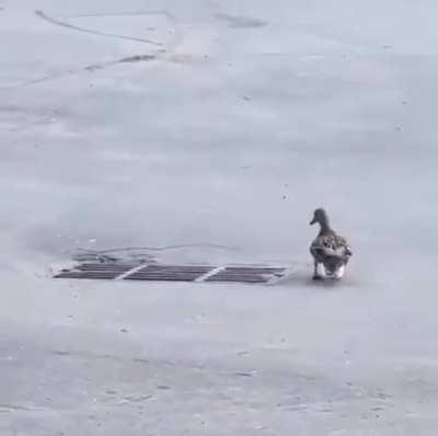 Mama duck is kinda dumb