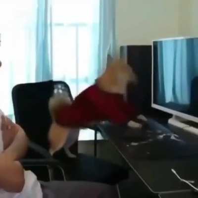 Cachorros gamers nunca mudam