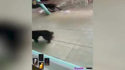Flying rat