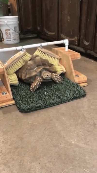 Turtle Massager: boosts all turtle items by %20 in all stats.