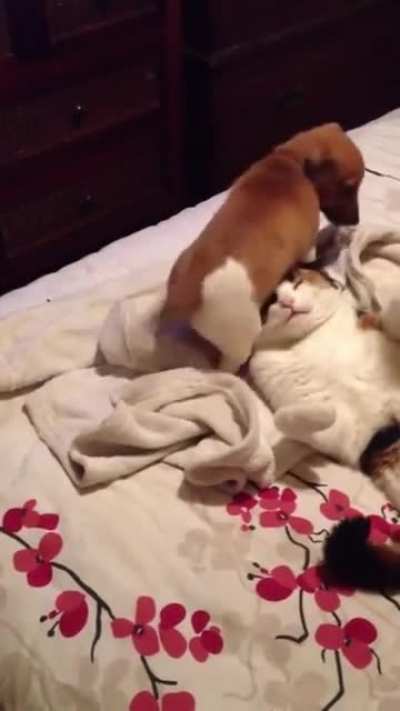 Puppy teabags cat