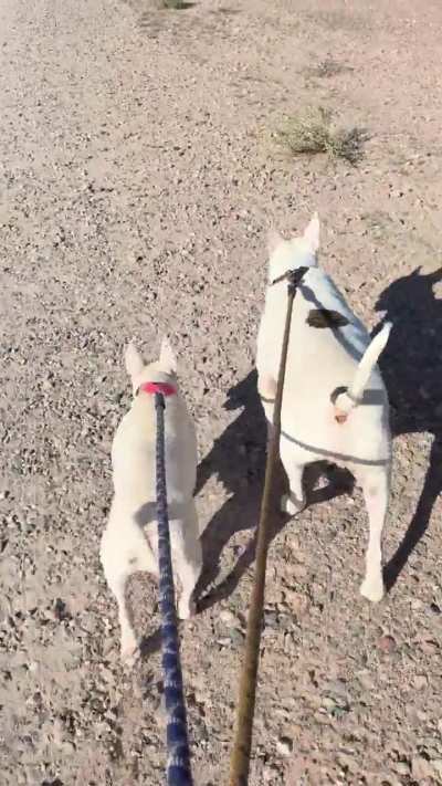 It’s just peas (Herbie the big boy) and Carrots (Yuki the mini)