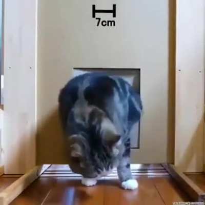 Cat at 5cm 