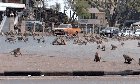Rival monkey gangs fight for food after tourists stop showing up because of coronavirus