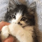 This absolute sweetheart 😻