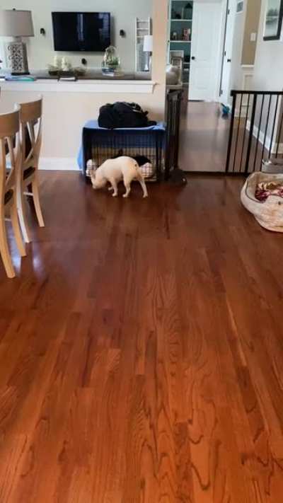 Doggo is amgy (didn’t know what flair to use)